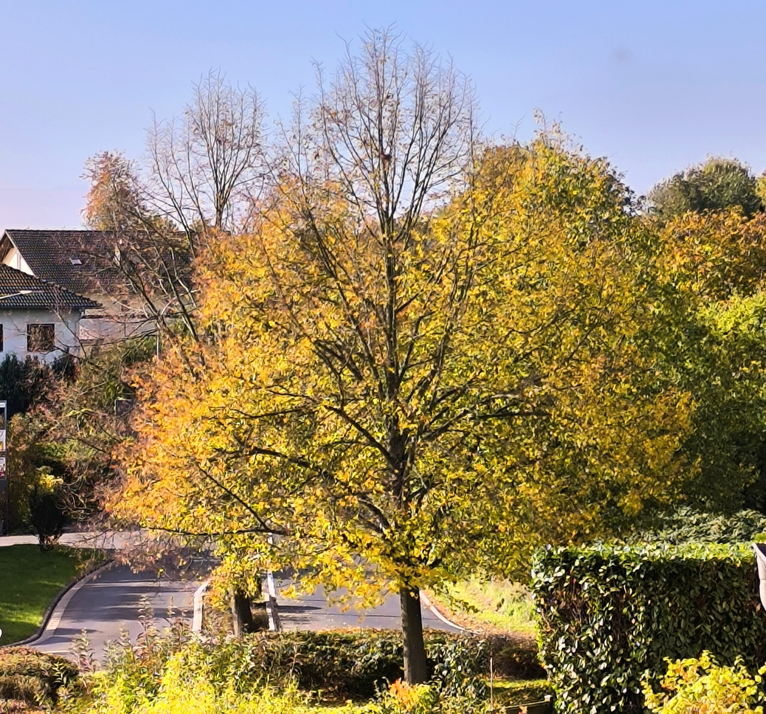 Beitragsbild zum Blogtober 2025